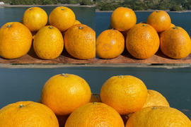 【初回限定BOX】3種柑橘食べ比べセット（河内晩柑・紅河内晩柑・甘夏）箱込み4kg