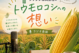 独自開発した比重選別した『すぐ食べ朝採り』トウモロコシ3〜5本【5月中旬から早期発送】※限定生産