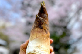 【2026年産】旬の天然タケノコ2kg（富山県氷見産 / ふるさと納税可）/ 栽培期間中、農薬・化学肥料・除草剤不使用［朝掘り採れたて発送］