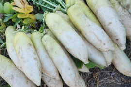 鹿児島県産　大根　10kg