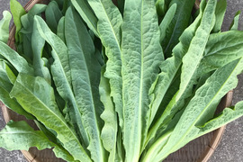 油麦菜(Ａ菜）１ｋｇ／独特な香りで芯まで美味しい！中国の定番野菜！