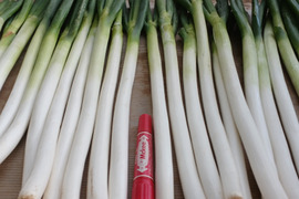 【福袋】🚨至福の極甘ネギ【数量限定】🚨皮むき白ネギ【厳選Lサイズ】約12kg100本入り❗✨信州産✨【特別栽培】✨【無消毒栽培】