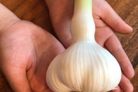 テレビで紹介された生にんにく10玉🧄青森にんにくの王様白玉王👑【月1000箱売れてます】