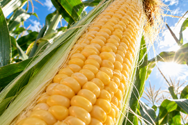 おおものの通販｜とうもろこし｜食べチョク｜産地直送(産直)お取り寄せ