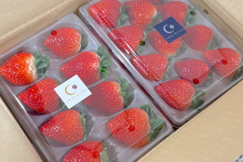 （1kg:4ケース）朝採れとちおとめ　いちご生産量日本一の街からお届けします★