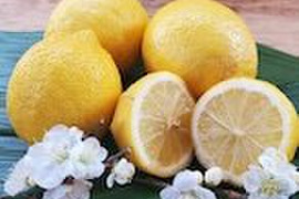 自然農法　レモン　２Kg