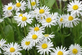 2個セット イングリシュデージー イングリッシュガーデン ホワイトガーデン 花苗 多年草 宿根草
