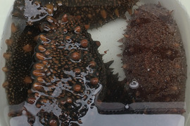 陸奥湾なまこ約500g(札幌～関東圏限定)東北以外の午前指定は出来ません、