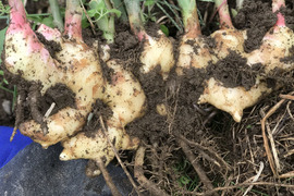 【無肥料・栽培期間中農薬不使用】新生姜 500g