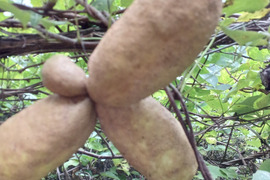 自然栽培アケビ２キロとちょっと  80サイズ⭐️⭐️⭐️⭐️⭐️