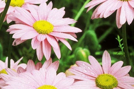 2個セット クリサンセマム ロビンソンピンク イングリッシュガーデン 花苗 多年草 宿根草