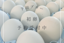 【期間限定！初卵！】24時間放牧養鶏卵、初卵6個入り×4パック！アローカナの産む幸せの青い卵、下田ブルー！！