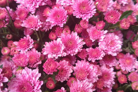 小菊(ピンク)10 本セット お花 はな 切花 切り花 季節の花