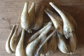 栄養豊富！！生薬でもあるらっきょう（土付きらっきょう）１ｋｇ