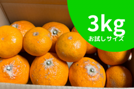 【お試し3kg】天香-あまか-【希少な柑橘】