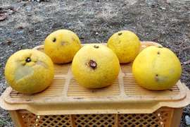 家庭用文旦　農薬不使用　5kg