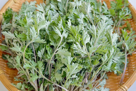 【有馬温泉の麓発】天然 生よもぎ100g 春の訪れの香り 兵庫県旧有馬郡産 山菜