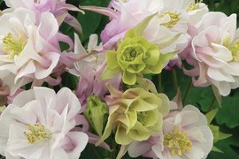 2個セット アクイレギア ウインキーダブル  ローズホワイト オダマキ 宿根草 多年草
