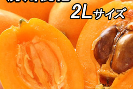 『房州びわ/枇杷"２Lサイズ12個入り』南房総市産の大実の枇杷を農家から