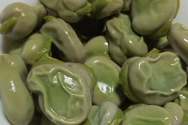 【予約増量♫ 】食べやすさ抜群”みずみずしい”とれたて  そら豆. 少人数の方にオススメ　1000g→1100g  from 名水の里　神奈川県秦野市