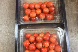 【チルド便 ギフト】即日発送 採れたて さくらんぼ ギフト佐藤錦  紅秀峰 秋田県産 サクランボ  450g〜500g 家庭  三関 パック お得 2パック入り味はそのまま さくらんぼ 家庭用