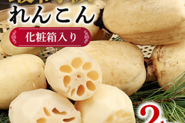 こだわりれんこん贈答用2kg化粧箱入り☆彡