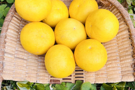 [自然栽培]淡路島産ブンタン(3kg)栽培期間中農薬不使用、肥料不使用