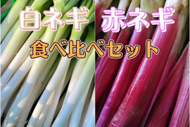 【おめでたい！紅白ネギ】茨城県産 赤ネギ白ネギ食べ比べセット！（カットネギ）２kg
