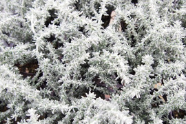 2個セット オレアリア アフィン 宿根草 多年草 カラーリーフ