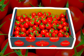 【希少な高濃度フルーツトマト】ソムリエミニトマト　プラチナ　箱込み２kg（９０玉～１５０玉）