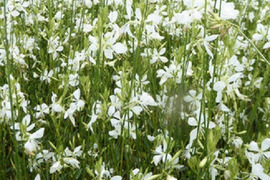 2個セット  ガウラ クールブリーズ （白蝶草）ホワイトガーデン イングリッシュガーデン 花苗 多年草 宿根草