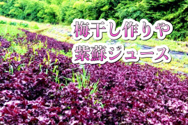 1.5kg【予約販売7月中旬発送】農薬不使用のおいしい赤紫蘇！自然栽培！朝採り新鮮！入るだけお包みいたします。