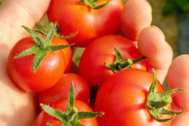 【朝どれ】【食べ比べ】どれが一番好き？旨みが乗ってきたミディ・ミニ4品種を一箱に。
赤熟もぎ「トマトの宝石箱」