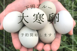 1月20日当日出荷限定！【縁起物】2025年大寒卵6個入り