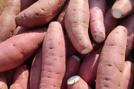 鳥取砂丘“ねっとり甘い”紅はるか 1.5kg