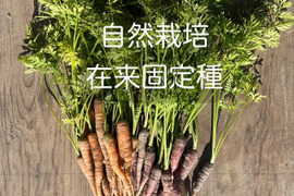 【スペイン在来固定種】自然栽培ミニニンジン（250g）