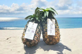 【夏ギフト】味に自信あり！！　ジュワリーパイン　6玉　6kg〜　熨斗対応可