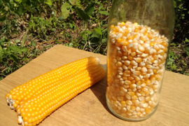 数量限定　まあるくはじける☆ポップコーン（バラ500g）　ビールのおともに・こどものおやつに