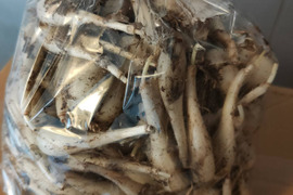 【訳あり】農薬不使用(栽培期間中) 素材の栄養丸ごと 根付きらっきょう 2kg 鳥取県産