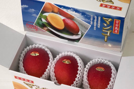 【沖縄･宮古島産】糖度保証！特選贈答用マンゴー1kg／2～3玉