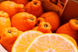 【お試し】どすこい!!横綱みかん計2.3kg※少々キズあり大小まざり【朝市限定】
