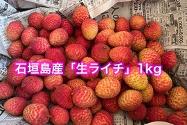石垣島産「ライチ」1kg