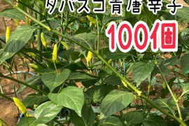 採れたてをその日に発送！タバスコ青唐辛子