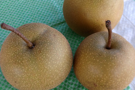 自然栽培の訳あり梨１キロ60サイズ