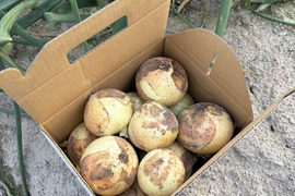 とにかく甘い！淡路島 新玉ねぎ 品種:七宝（秀品・3kg）