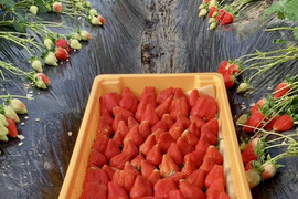 美味しさが溢れ出す新鮮いちご『ゆめのか』1㌔