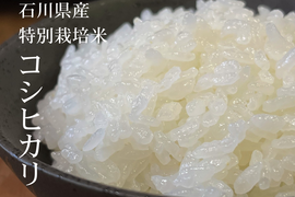 【令和6年産】特別栽培米コシヒカリ（白米）9kg 　石川県産