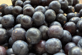 完熟収穫！冷凍ブルーベリー500kg(訳ありミックス)栽培期間中農薬化学肥料不使用