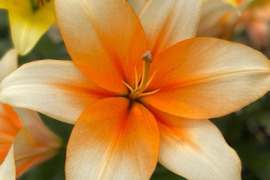 【新品種】オレンジエンペラー5本束■AOT系■夏を先取り！！まるで南国のお花のプルメリアみたい❤