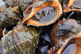 天然！活アカニシ貝 1kg（目安：7〜10個）赤西貝 ニシガイ 西貝 ニシ貝 巻き貝 漁師直送 刺身 煮つけ 海産物 BBQ 炉端焼 刺身